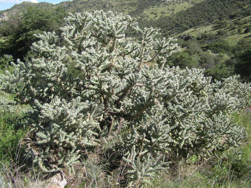 Image of tree cholla