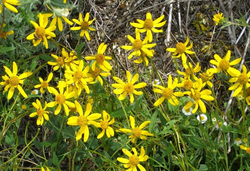 Image de Heliopsis parvifolia A. Gray