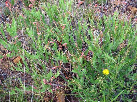 Image of <i>Oenothera mutabilis</i>