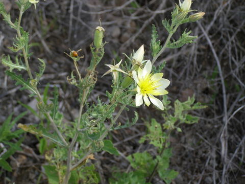 Image of Adonis blazingstar