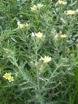 Image of Adonis blazingstar