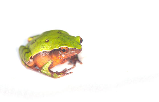 Image de Plethodontohyla guentheri Glaw & Vences 2007