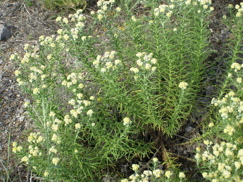 Image of winged cudweed