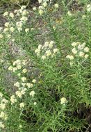 Image of winged cudweed