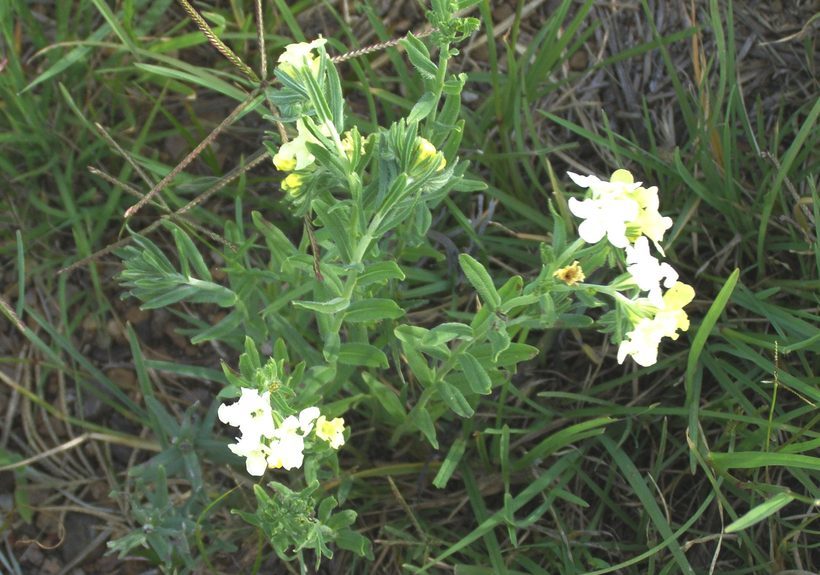 Image of smooththroat stoneseed