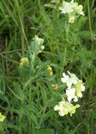 Plancia ëd Lithospermum cobrense Greene