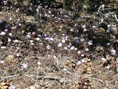 Phacelia vallis-mortae J. Voss的圖片