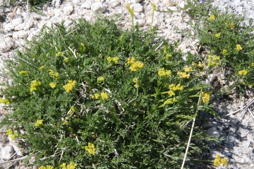 Imagem de Lomatium torreyi (Coult. & Rose) Coult. & Rose