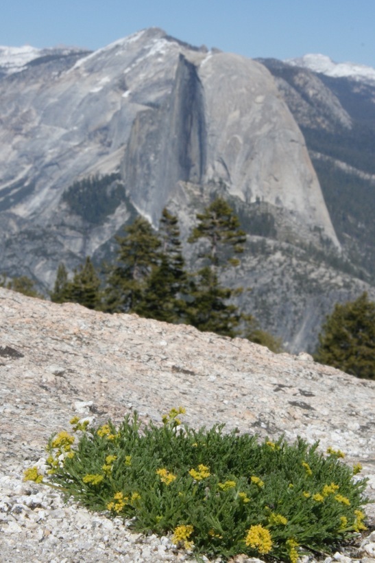 Image of Sierra biscuitroot