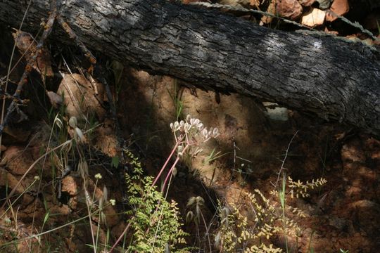 Image of common lomatium