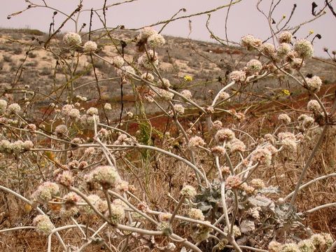 Sivun Eriogonum latifolium Sm. kuva