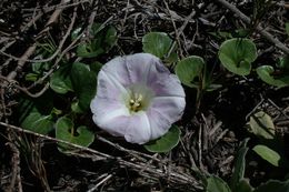 Plancia ëd Calystegia soldanella (L.) R. Br.