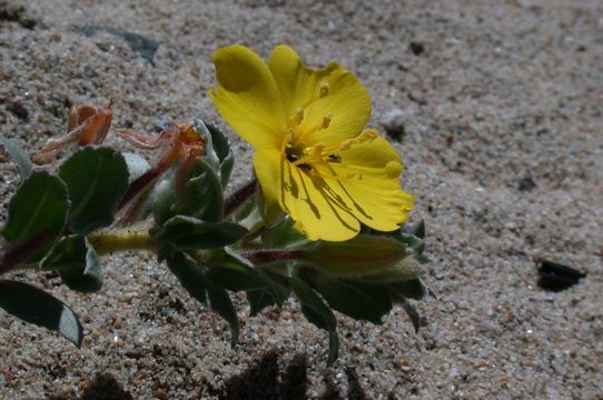 Image of <i>Camissoniopsis <i>cheiranthifolia</i></i> ssp. cheiranthifolia