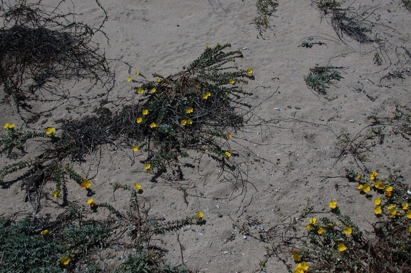 Image of <i>Camissoniopsis <i>cheiranthifolia</i></i> ssp. cheiranthifolia