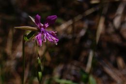 Clarkia heterandra (Torrey) H. Lewis & P. H. Raven resmi