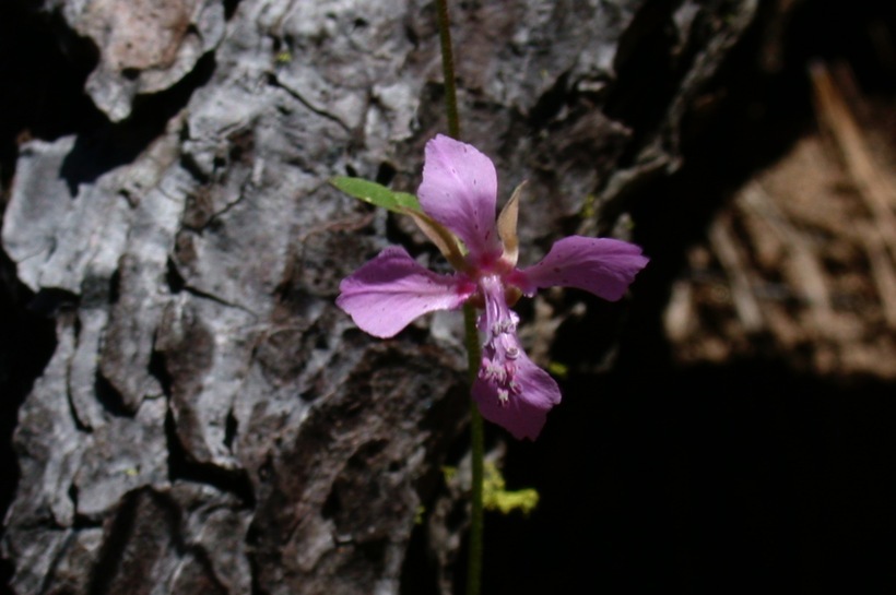 Clarkia heterandra (Torrey) H. Lewis & P. H. Raven resmi