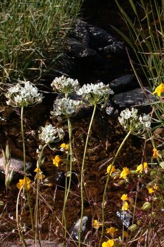 Image of Rawhide HIll onion