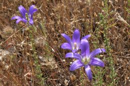 Plancia ëd Brodiaea elegans Hoover