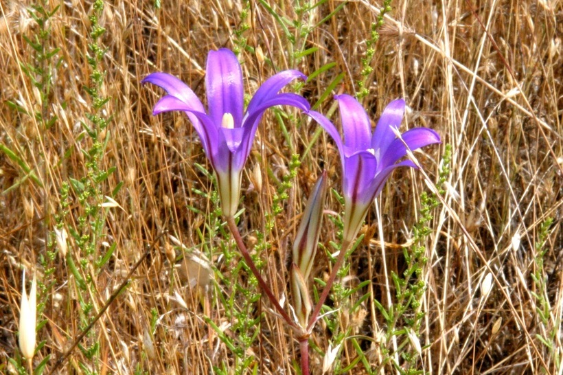 Plancia ëd Brodiaea elegans Hoover