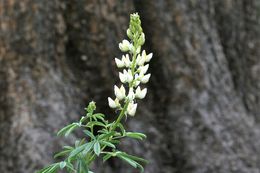 Plancia ëd Lupinus angustiflorus Eastw.