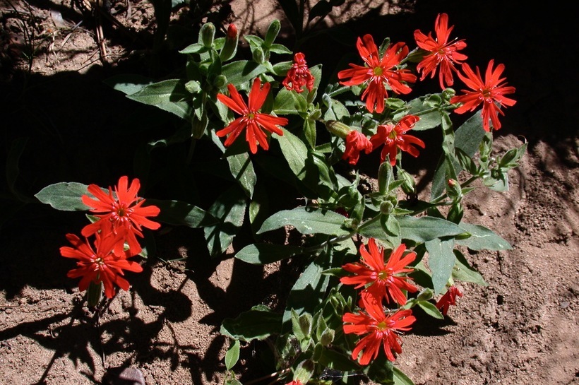 Image of Indian pink