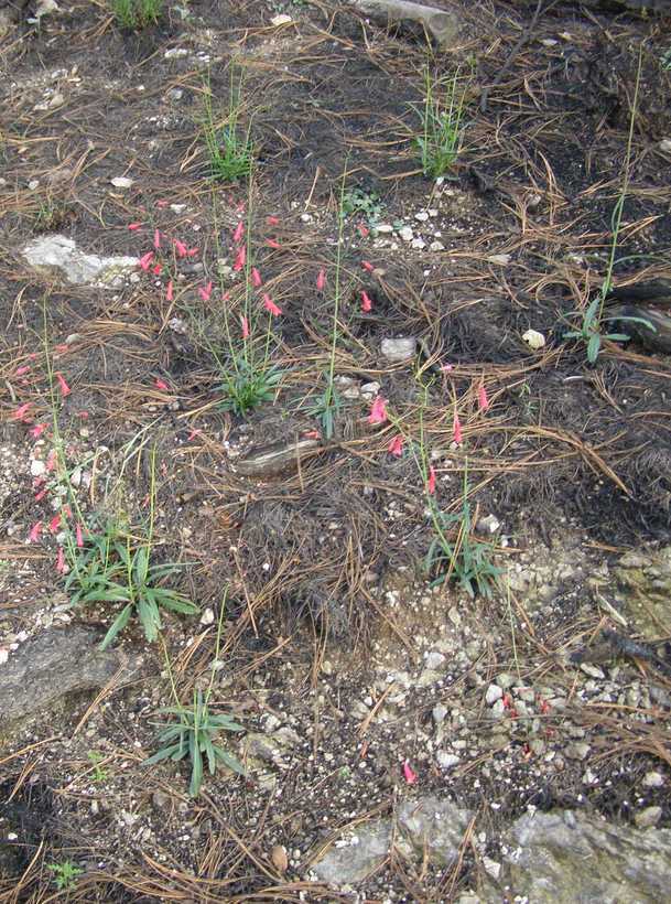 Слика од Penstemon miniatus var. townsendianus (Straw) C. C. Freeman