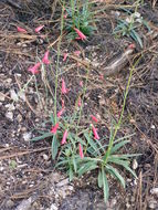 Слика од Penstemon miniatus var. townsendianus (Straw) C. C. Freeman