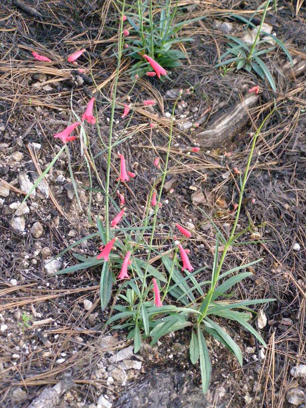 Слика од Penstemon miniatus var. townsendianus (Straw) C. C. Freeman