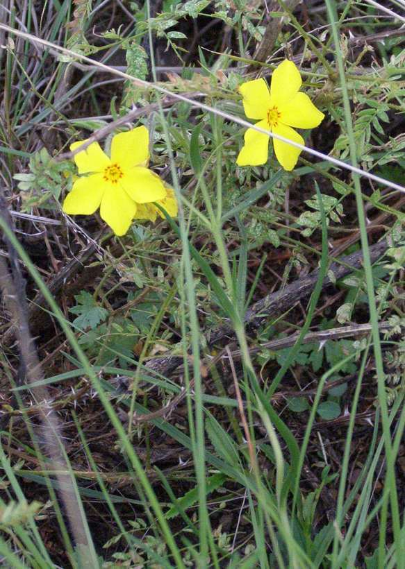 Image of Santa Fe phlox