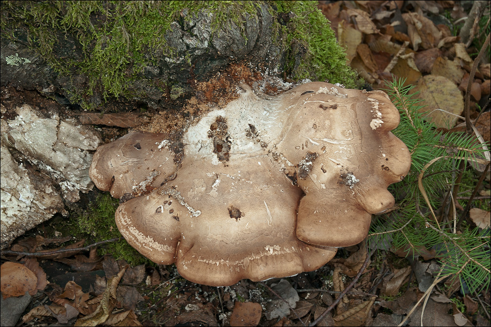 Image of birch polypore