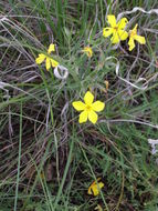 Image of Santa Fe phlox