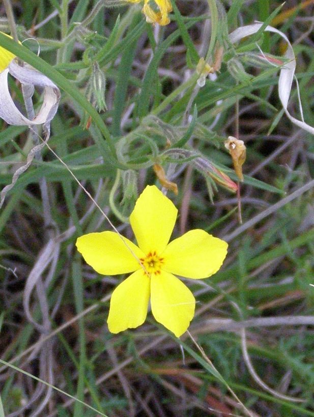 Image of Santa Fe phlox