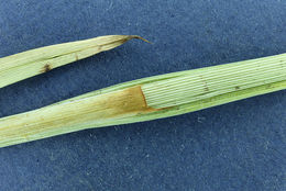 Image of Cusick's sedge