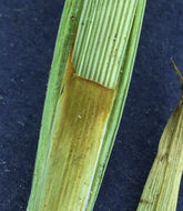 Image of Cusick's sedge