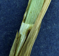 Image of Cusick's sedge