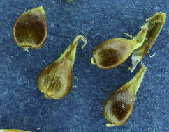 Image of Cusick's sedge