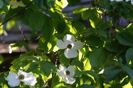 Image of Pacific dogwood