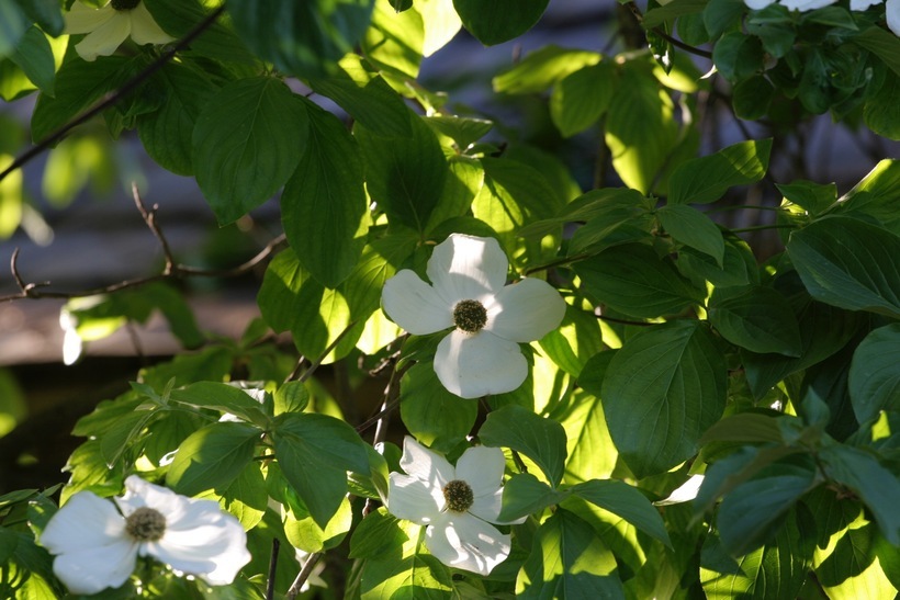 Image of Pacific dogwood