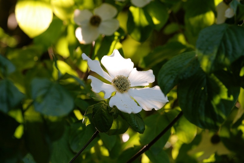 Image of Pacific dogwood