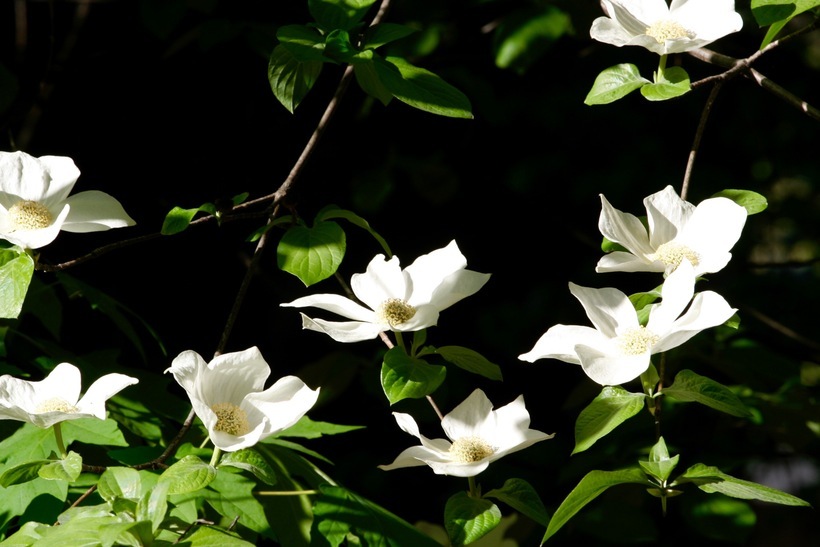 Image of Pacific dogwood