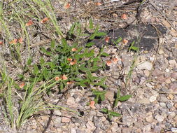 Слика од Macroptilium gibbosifolium (Ortega) A. Delgado