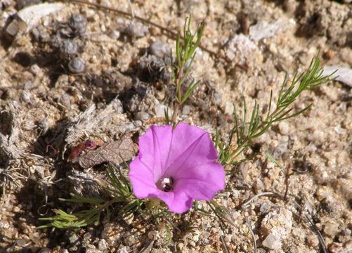 Image of purple morning-glory