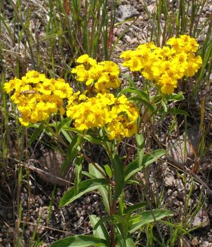 Image de Tagetes lucida Cav.