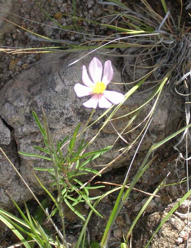 Image of Cosmos palmeri Robinson