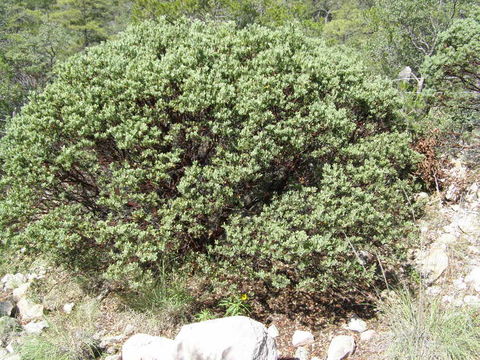 Image of pointleaf manzanita