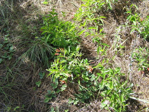 Image of firecrackerbush