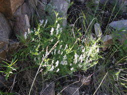 Imagem de Vicia pulchella Kunth