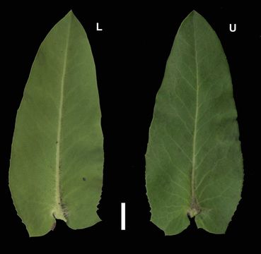 Слика од Arctostaphylos andersonii A. Gray