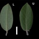 Image of <i>Arctostaphylos crustacea</i> ssp. <i>crinita</i>