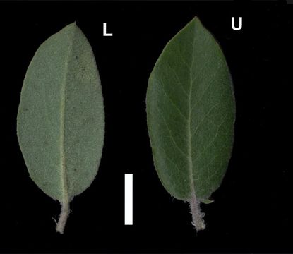 Image of <i>Arctostaphylos crustacea</i> ssp. <i>crinita</i>